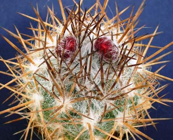 Pyrrhocactus_echinus